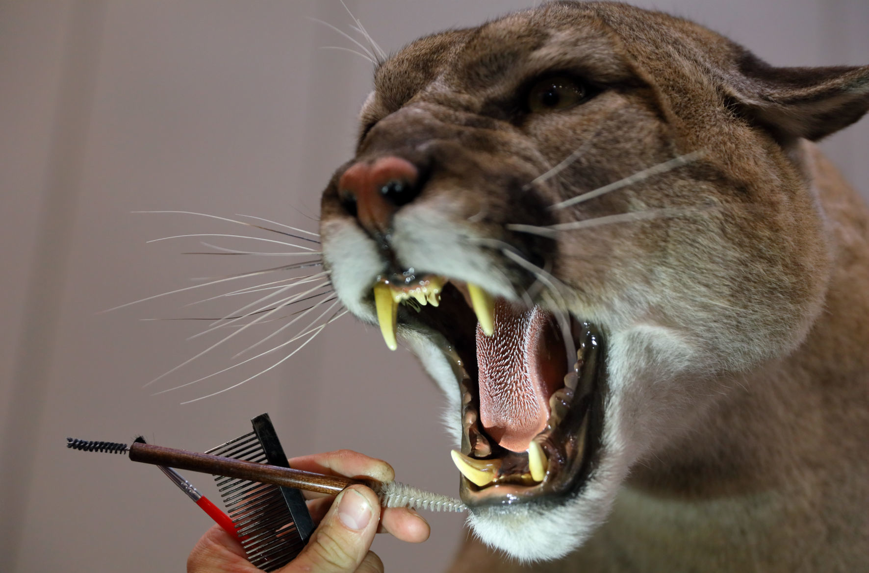 2019 World Taxidermy & Fish Carving Championships in Springfield, Mo.